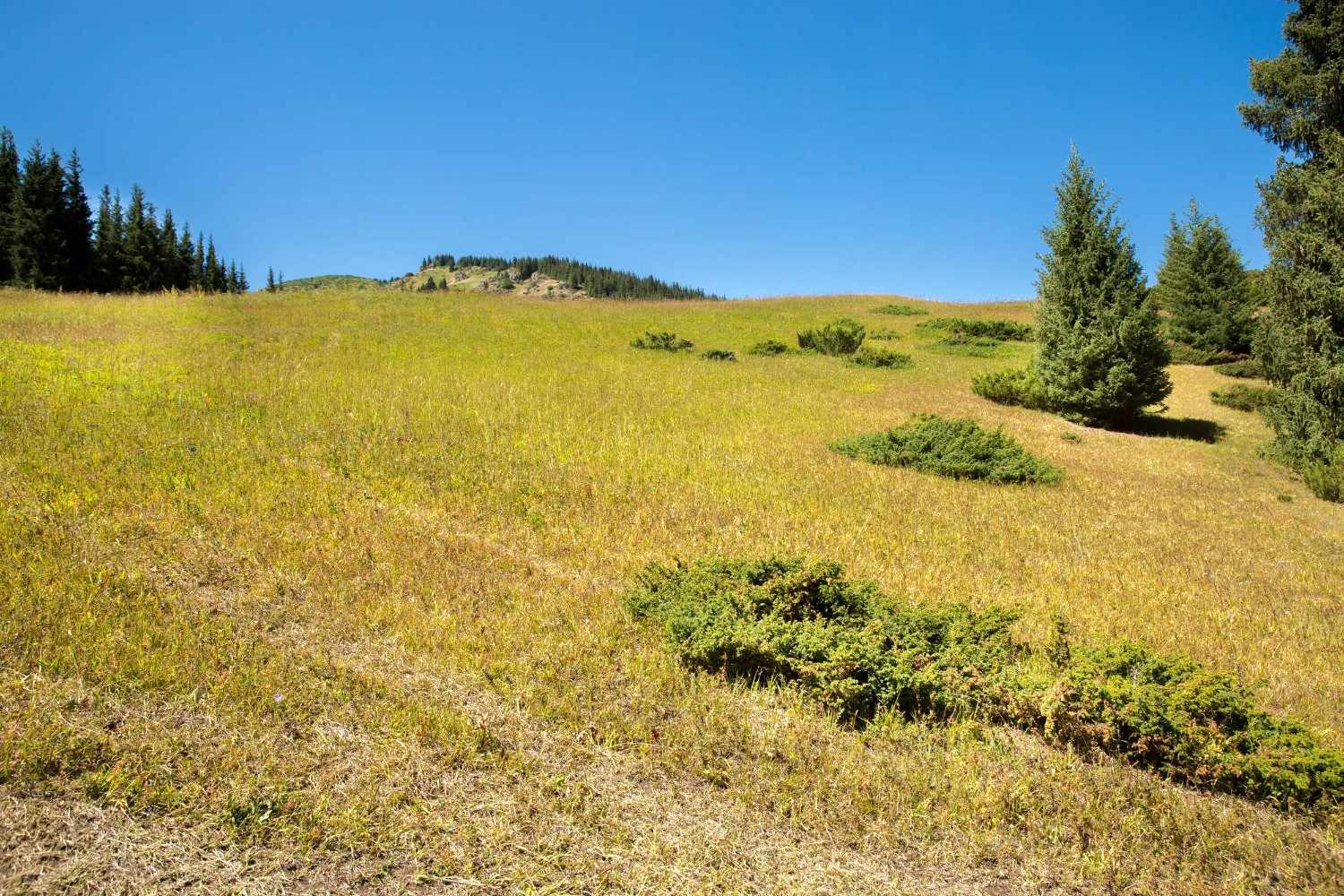 View Of Assy Plateau In The Summer